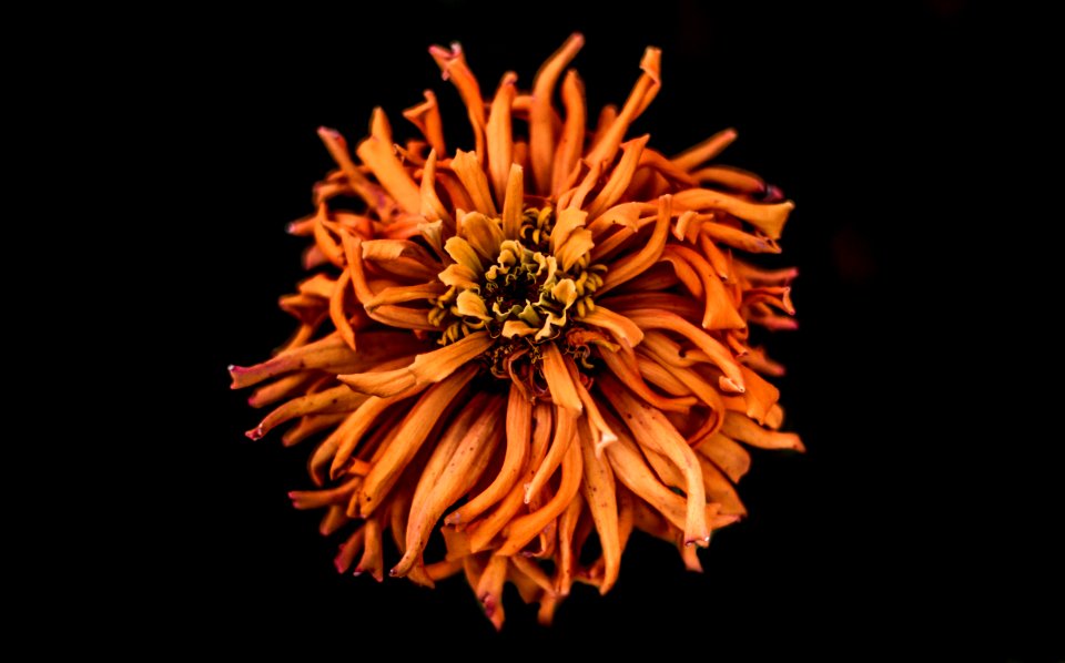 micro photography of brown petaled flower
