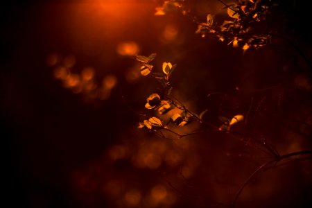tilt shift lens photography of brown plant