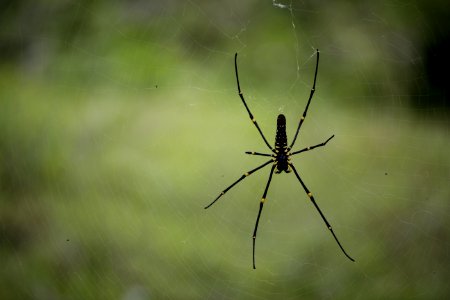 Wilderness, Spider web, Web