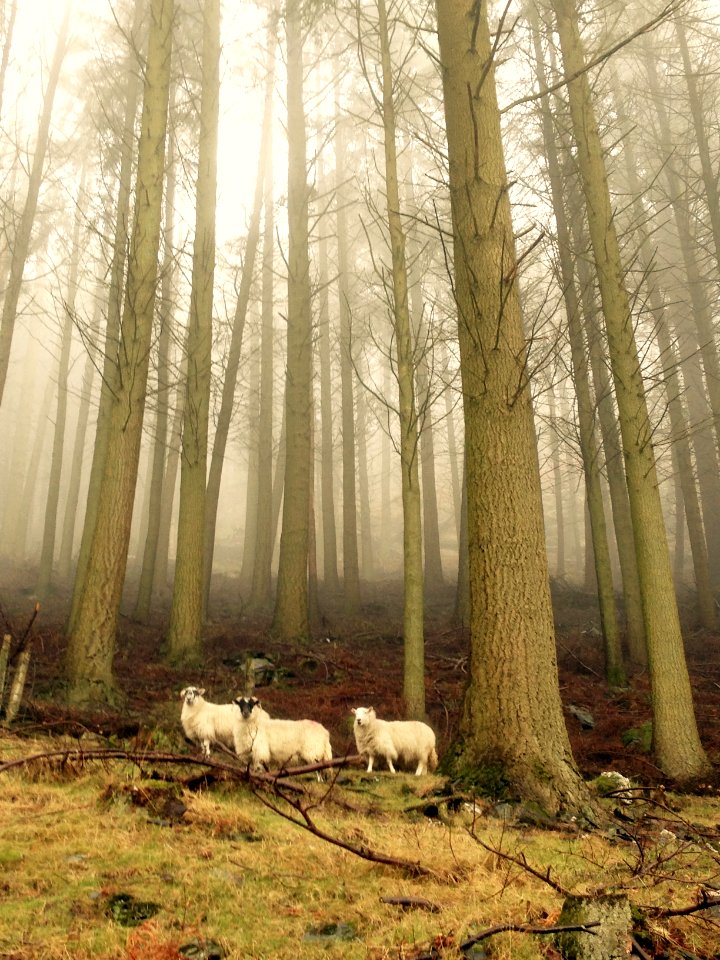 Lost, Fog, Trees