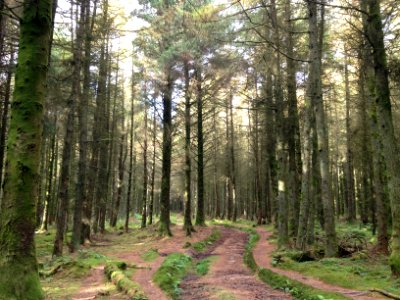 Isle of man, Woodl, Brown