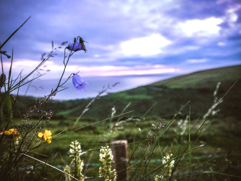 depth photography of purple petaled flowers