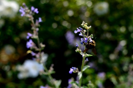 Summer, Bee, Flower photo
