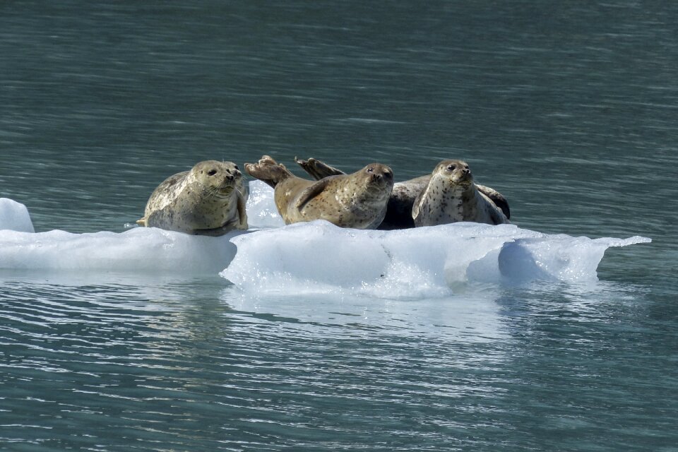 Wildlife nature marine