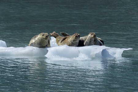 Wildlife nature marine