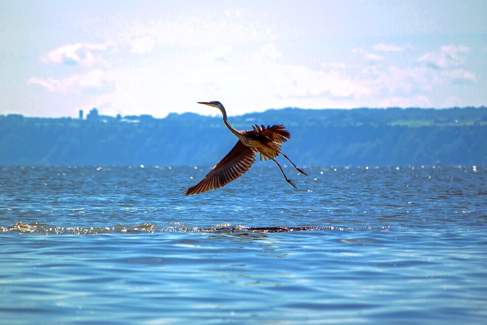 Water nature animals