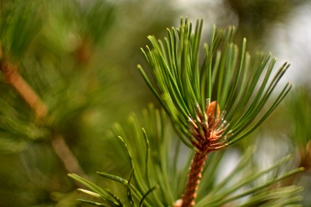 Nature, Needle, Macro