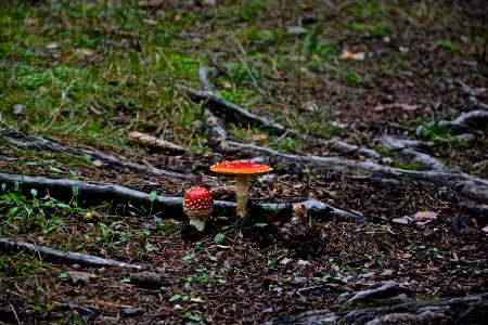 Wet, Autumn, Forest photo