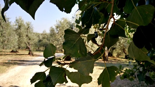 Tree, Leaves, Leaf