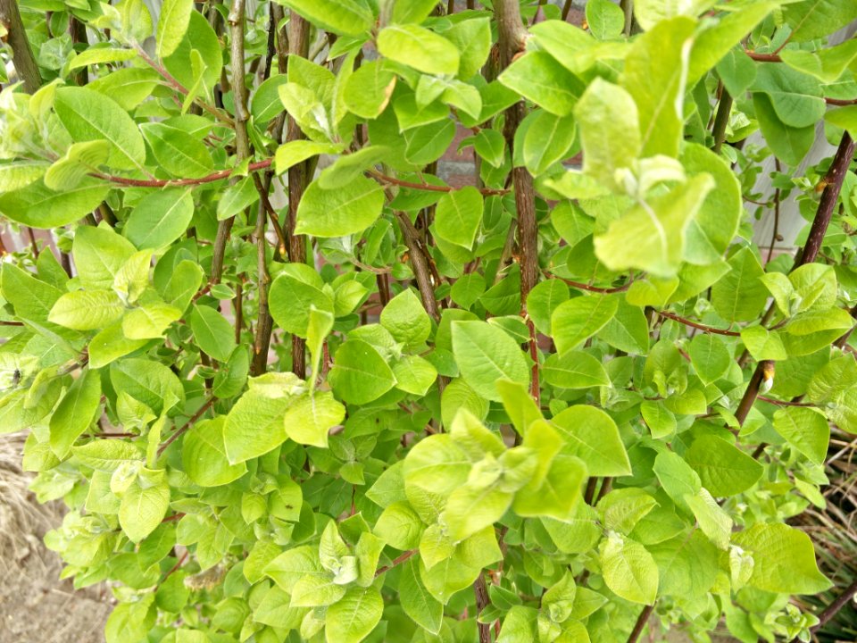 Plant, Bush