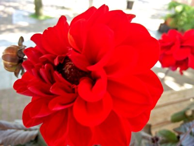 Dahlia, Flower, Red photo