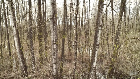 Aerial, Forest, Water