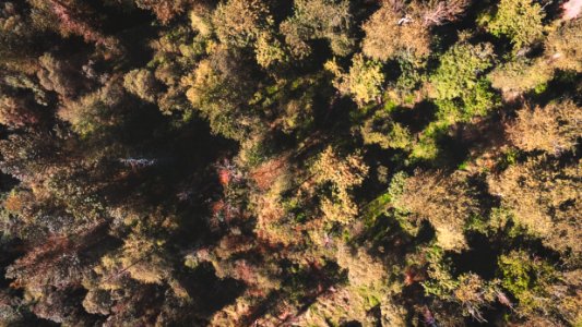 Maple valley, United states