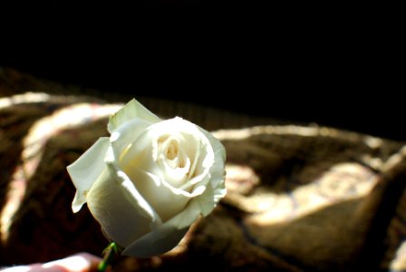 Romance, Valentine, Love