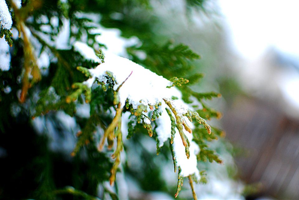 Frozen, Ice, Frost photo