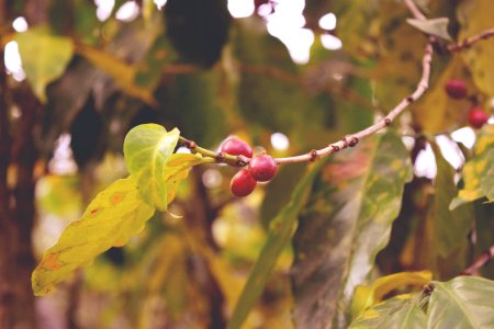Green, Coffee