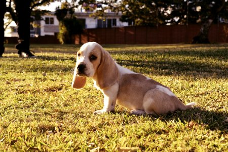 Guatemala, Dog