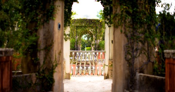 Balcony, Vines, Overgrown