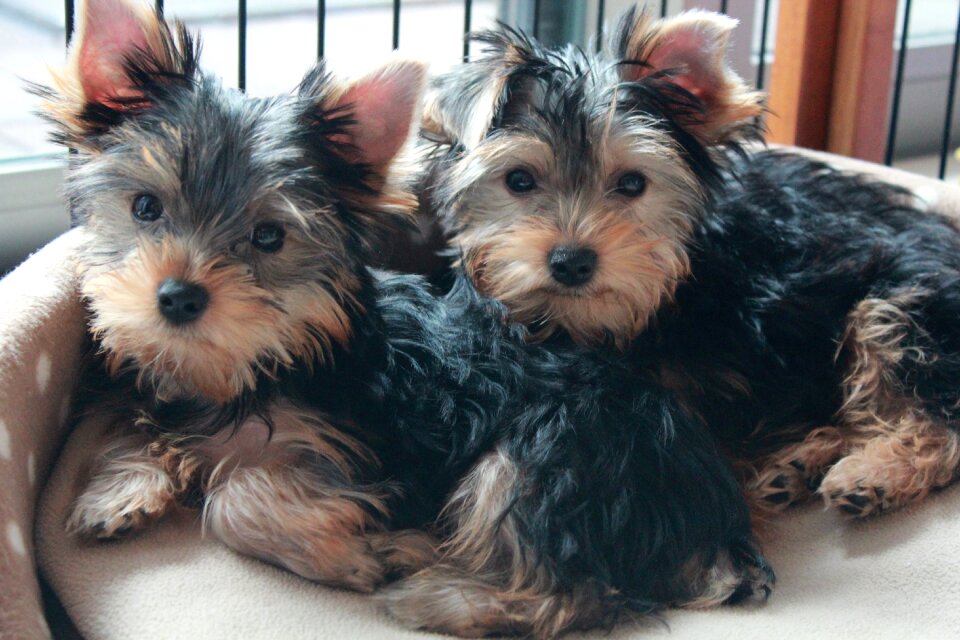Yorkshire terrier puppy dog brothers