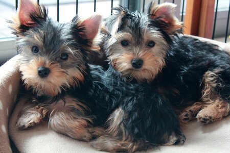 Yorkshire terrier puppy dog brothers photo