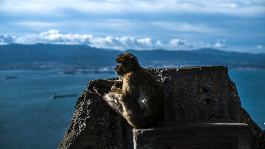 brown monkey sitting on rock formation near body of water under cloudy sky photo