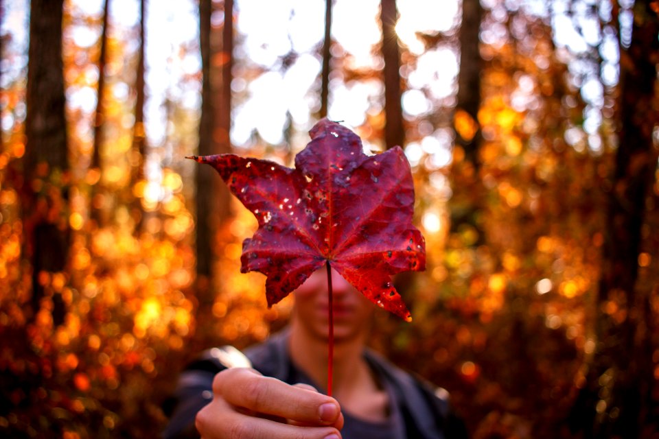 Rome, United states, Forest