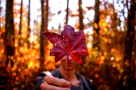Rome, United states, Forest