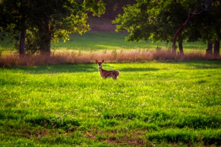 Berry college, United states, Outdoor photo