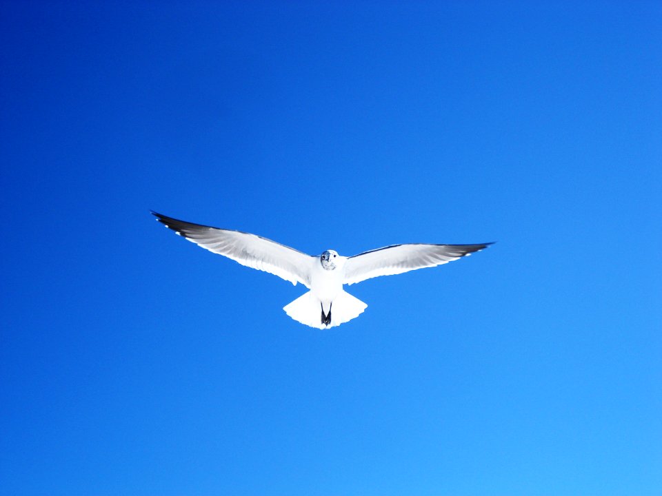 Florida, Tampa, United states