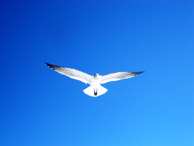 Florida, Tampa, United states