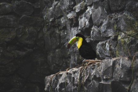 toucan on rock formation during daytime photo