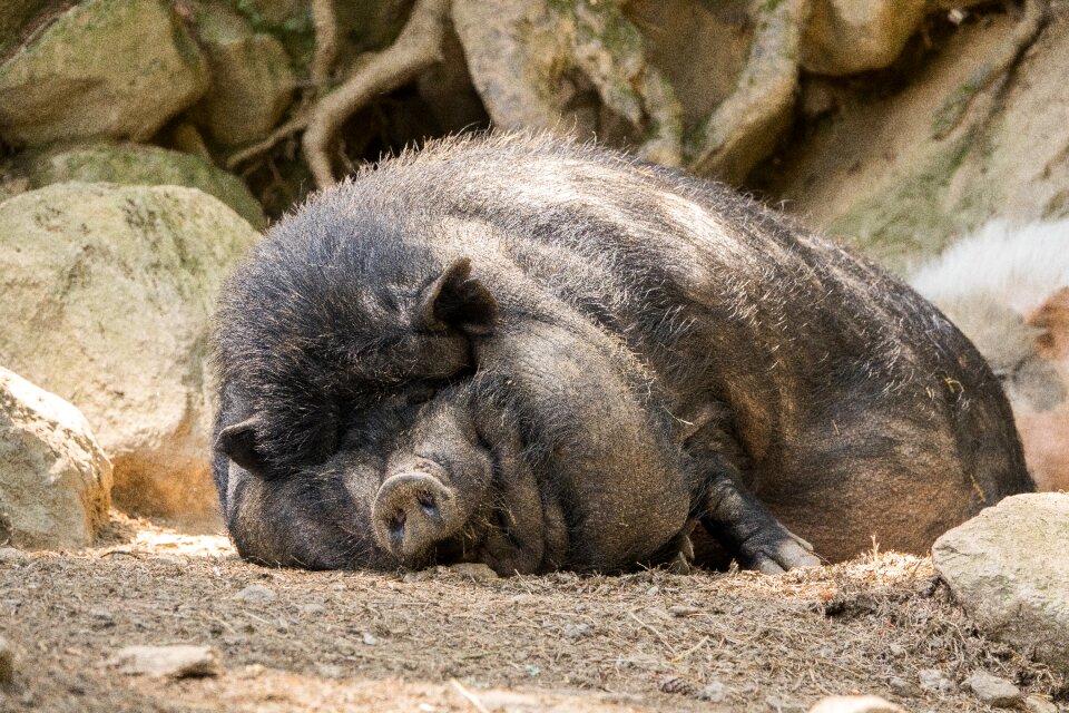 Tired bristles animal