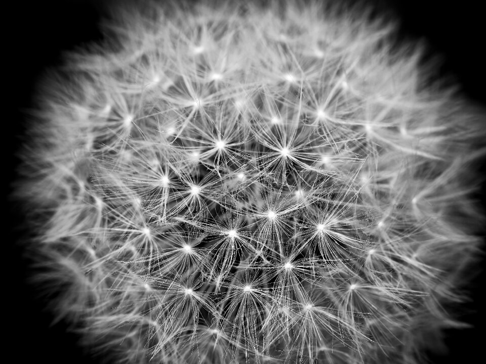 Blossom bloom close up
