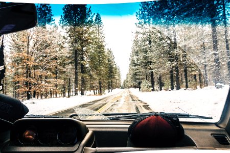 Tahoe national forest, United states, Forest