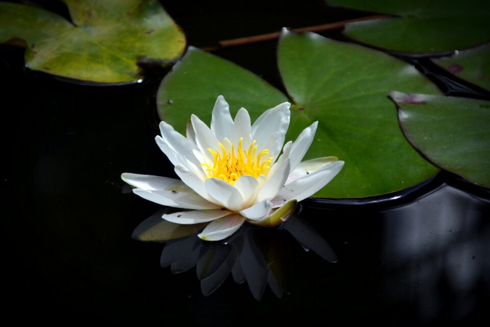 Aquatic plant nature blossom photo