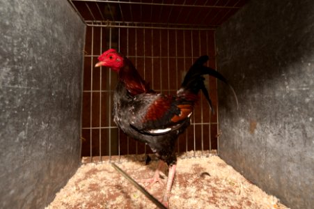 Show, Cage, Poultry photo
