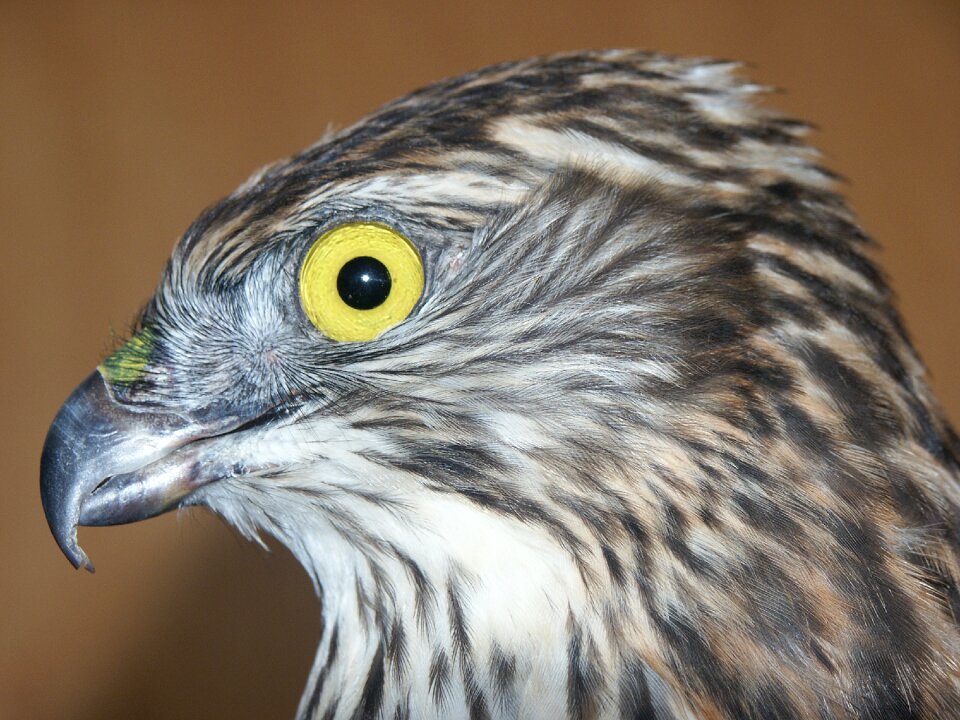 Head bird of prey portrait