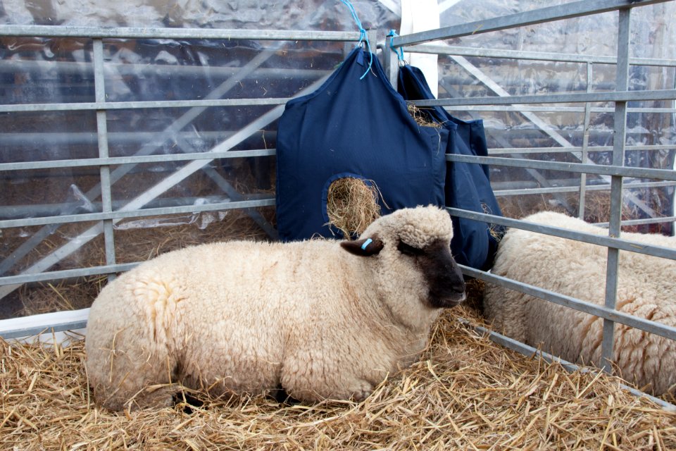 Farming, Competition, Country show