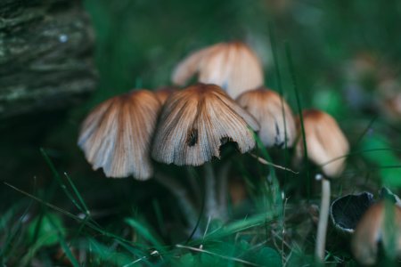 Toadstools, Magical, Forest floor photo