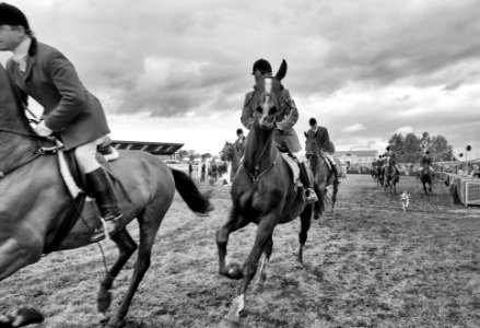 Great yorkshire show, United kingdom, Horses