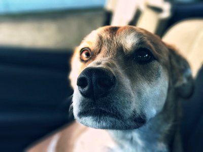 closeup photo of dogs face photo