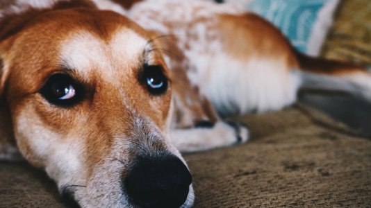 Dog, Oswego, United states