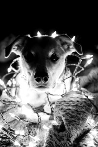 Christmas lights, Lights, Dogs photo