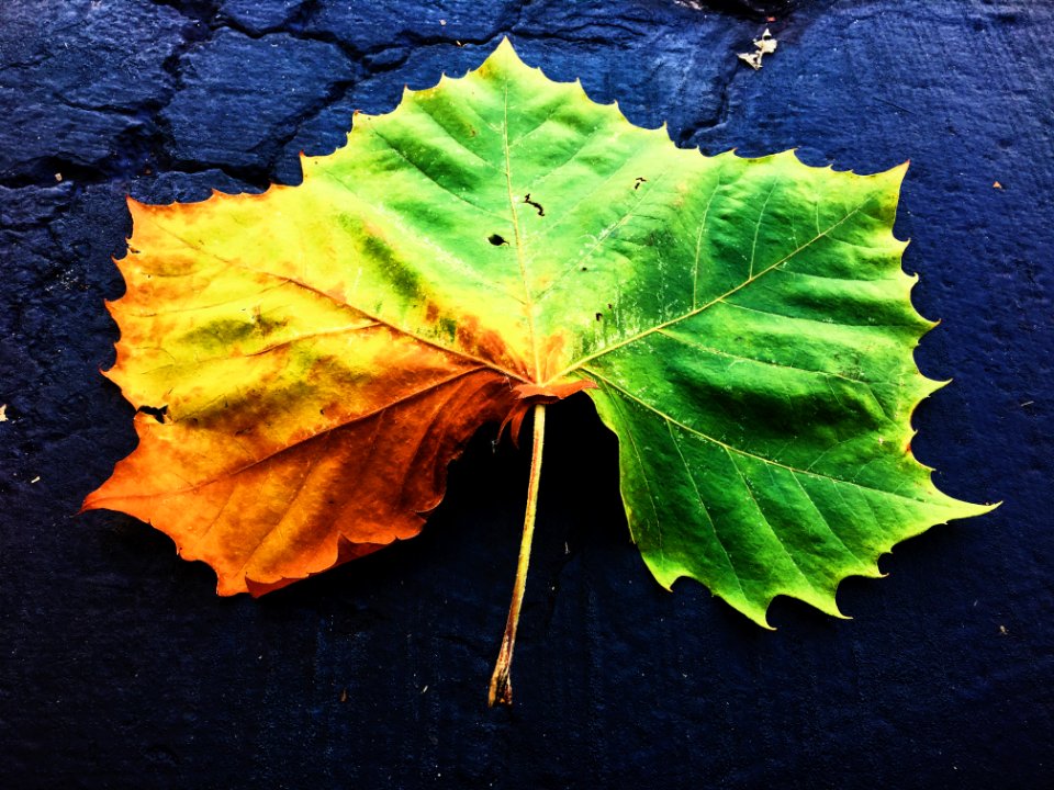 Naperville, United states, Iphone
