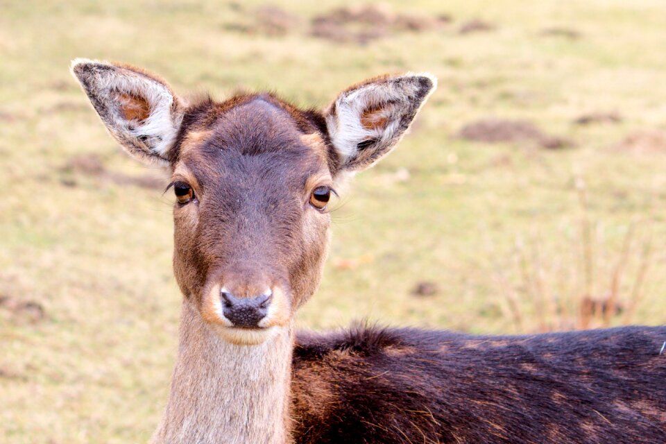 Animal young deer scheu