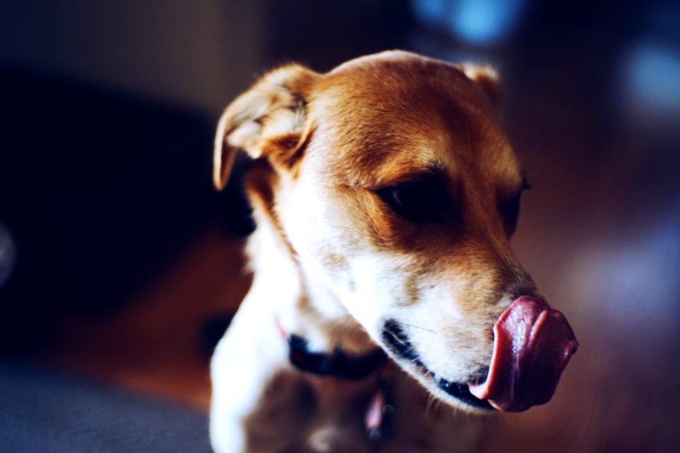 Dog, Oswego, United states