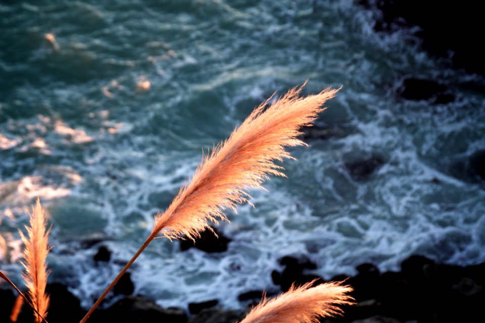 orange leaf on cliff at daytime