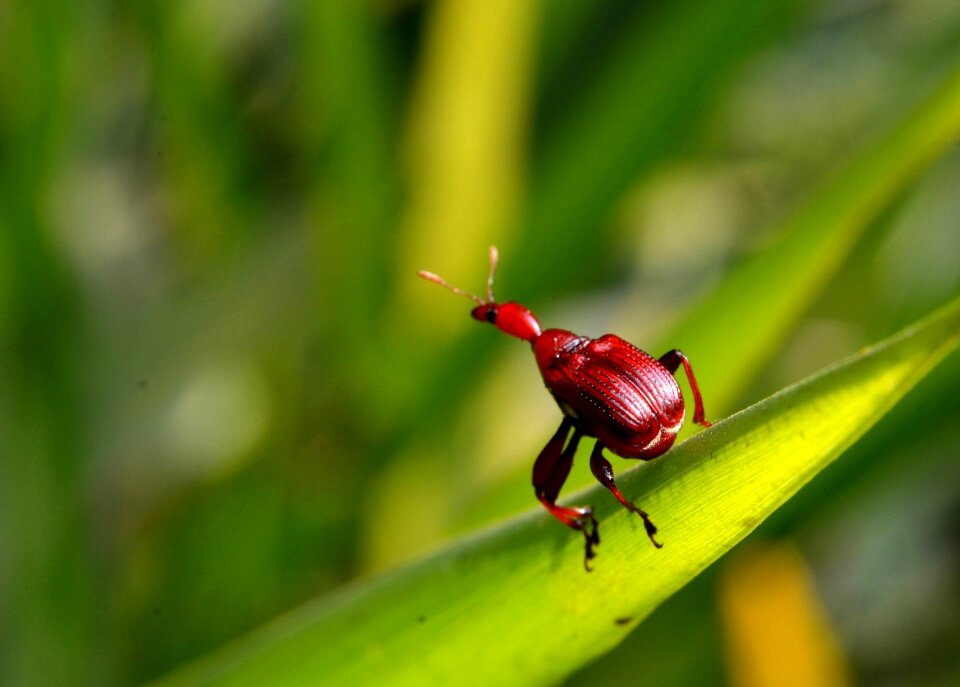Bugs leaf green