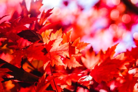 closeup photography of red leaf plant photo