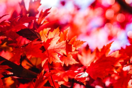 closeup photography of red leaf plant